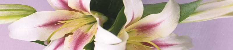 Глянцевый фартук (КОМПОЗИТ) КМ 204 / KM