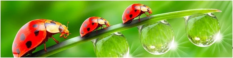 Глянцевый фартук (МДФ) АГ 09 / AG