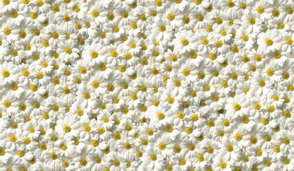 Стол обеденный Раздвижной ЕВРО фп Ромашки Д006 ЛДСП серый