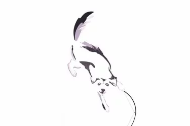 Шкаф для одежды Хаски 21 Дуб Ирландский Белый