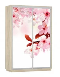 Шкаф-купе двухдверный Экспресс Дуо 1600х2200х Сакура/Дуб сонома / 1600х2200h