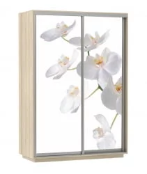 Шкаф-купе двухдверный Экспресс Дуо 1600х2400х Белая орхидея/Ясень шимо светлый / 1600х2400h
