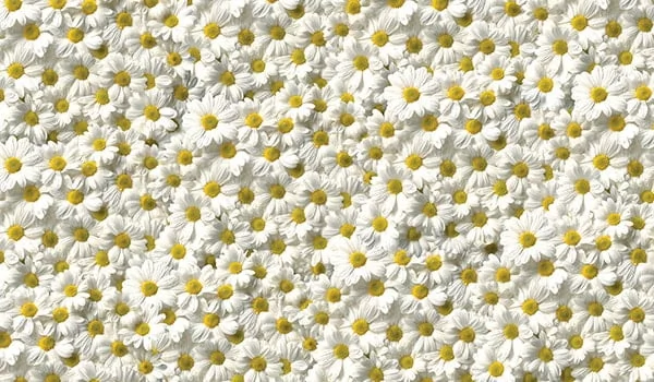 Стол обеденный Раздвижной ЕВРО фп Ромашки Д006 ЛДСП серый_2